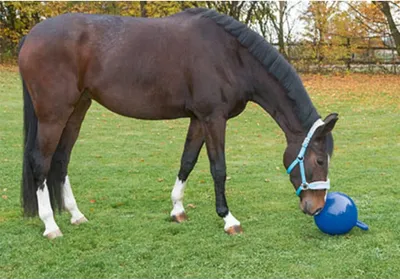 Zdjęcie produktu dla Kerbl Horse Play Ball Blue 25 cm 32399