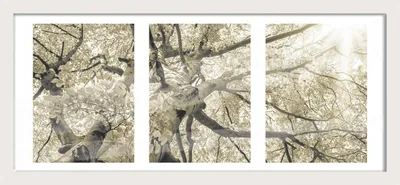 Produktbild von Bilderrahmen Holz Luzern weiß 23 x 50 cm