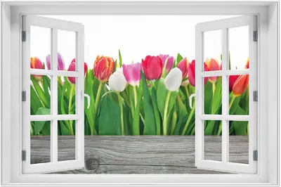 Produktbild von Wallario Wandbild mit Fenster-Illusion: Rote  weiße und pinke Tulpen im Frühling, Größe: 61 x 91,5 cm, Poster mit weißem Aluminiumrahmen