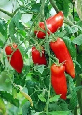 Produktbild von Tomate Andenhorn