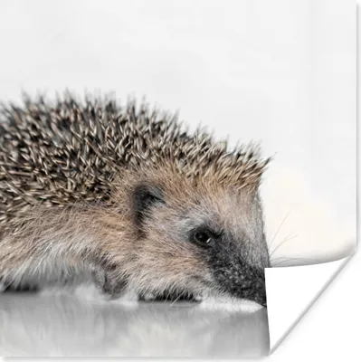 Produktbild von MuchoWow® Poster Igel - Weiß - Braun 30x30 cm - Wandposter - Printing