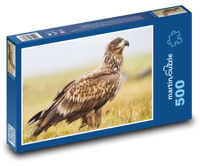Obrázok produktu pre Puzzle 500 Majestátny orliak morský - martinpuzzle