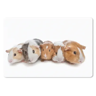 Produktbild von MuchoWow® Mauspad Mousepad Fünf Meerschweinchen 27x18 cm - Mousepads - Maus Mat - Pad - Mausunterlage - Büroartikel - Desk Matten