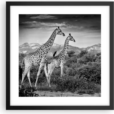 Produktbild von Gerahmtes Poster - Schwarzer Rahmen - Giraffen Schwarzweiß Fotografie - 40x40 cm - Wand Bild - Wanddeko - Wandbilder - Kunstposter - Wandposter - Bilderrahmen - Bilder - Kunstdruck - P2BAC40x40-4441