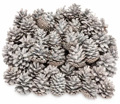 Produktbild von Tannenzapfen weiß 1 kg ca. 50 Stück 5-6 cm Pinus nigra Zapfen Deko Winter Advent
