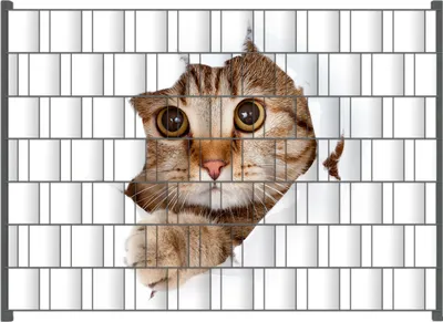 Produktbild von Wallario Zaunsichtschutz mit Motiv Katze mit Blick nach vorn für Ein- und Doppelstabmatten Zäune in der Größe 200 x 140 cm