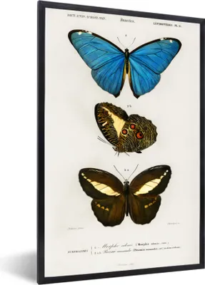 Produktbild von MuchoWow® MuchoWow® Gerahmtes Poster Schmetterling - Vintage - Insekten 60x90 cm - Poster mit zchwarzem Bilderrahmen - Kunst