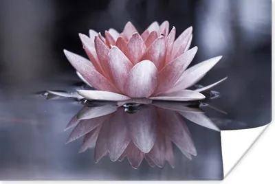 Produktbild von MuchoWow® Poster Rosa Blume im Wasser 60x40 cm - Schlafzimmerdekoration