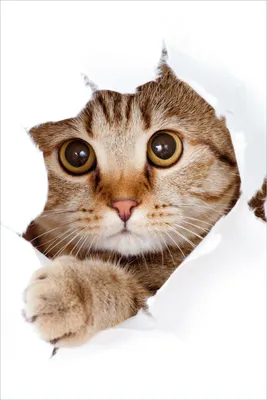 Produktbild von Wallario selbstklebendes Poster - Katze mit Blick nach vorn, Größe: 61 x 91,50 cm