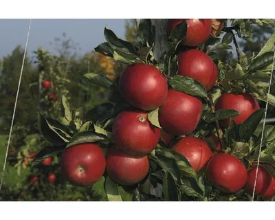 Obrázek produktu pro Jabloň zimníFloraSelfMalus domestica 'Jonagold' 120-150 cm květináč 7,5 l