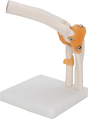 Zdjęcie produktu dla Elbow Joint Model,Elbow Model,Elbow Skeleton Model,Accurate Elbow Skeleton Model,Life Size Elbow Model,Teaching Elbow Model