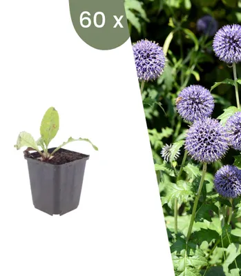 Produktbild von Plants by Frank | 60 Kugeldistel Pflanzen | Echinops Ritro | Stauden | Winterhart | Mehrjährig | Gartenpflanzen
