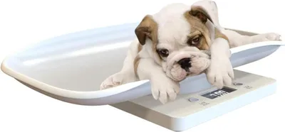 Produktbild von Haustierwaage - Multifunktional, digital, genau bis 10 kg, LCD-Display, komfortabel gebogen Plattform