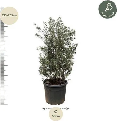 Obrázok produktu pre Olivovník (Olea europaea) – stredomorský vždyzelený ker, vhodný do kvetináča, mrazuvzdorný