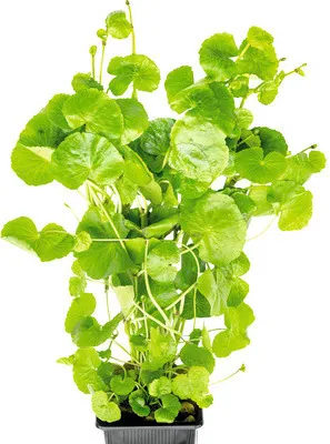 Produktbild von Wassernabel - Hydrocotyle leucocephala XXL