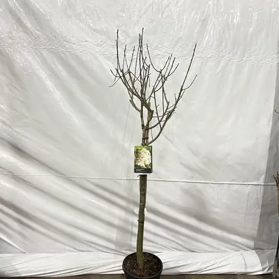Produktbild von Aronia prunifolia ‘Viking’ - Apfelbeere | 90 cm im Topf