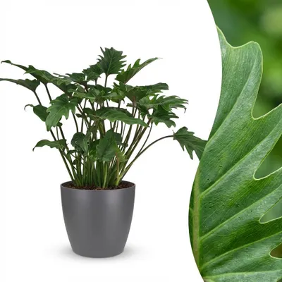 Image de Green boutiQ - Plante d'intérieur - Philodendron - Philodendron Xanadu - Vert - Peu d'entretien - 1 plante - avec pot gris - Pot 19 cm - Hauteur 60 cm