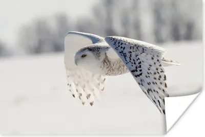 Produktbild von MuchoWow® Poster Schneeeule fliegt über eine Winterlandschaft 90x60 cm - Schlafzimmer