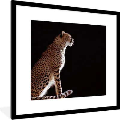 Produktbild von MuchoWow® Gerahmtes Poster Gepard - Tiere - Licht 40x40 cm - Poster mit Schwarzem Bilderrahmen Wandposter Rahmen Foto Bilder - Poster - Plakat im Rahmen