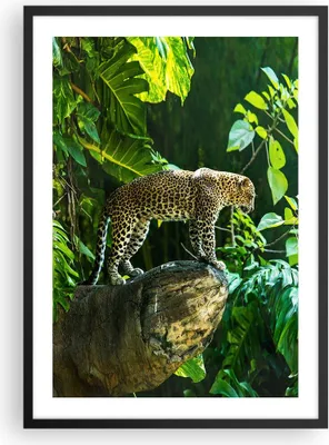 Produktbild von Gerahmtes Poster - Schwarzer Rahmen - Dschungel Leopard Panther - 50x70 cm - Wand Bild - Wanddeko - Wandbilder - Kunstposter - Wandposter - Bilderrahmen - Bilder - Kunstdruck - P2BPA50x70-4502