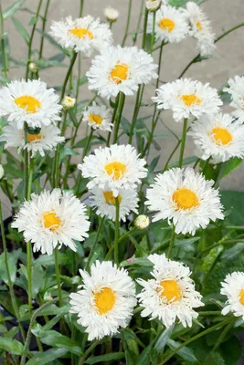 Produktbild von Leucanthemum x superbum 'Snehurka', Margerite, weiß, ca. 9x9 cm Topf