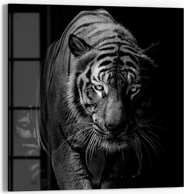 Produktbild von DEQORI Glasbild Echtglas 30x30 cm 'Tiger auf der Pirsch' Wandbild Bild modern Deko