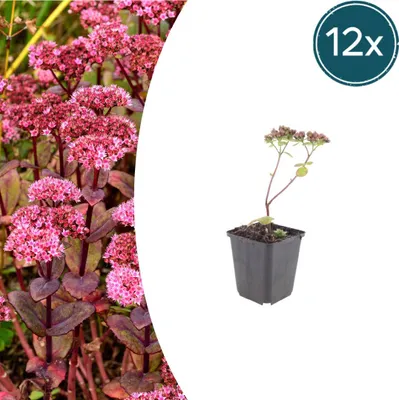 Image de Sedum 'Matrona' | 12 pièces - 10-25cm - Ø9cm - Plante de jardin