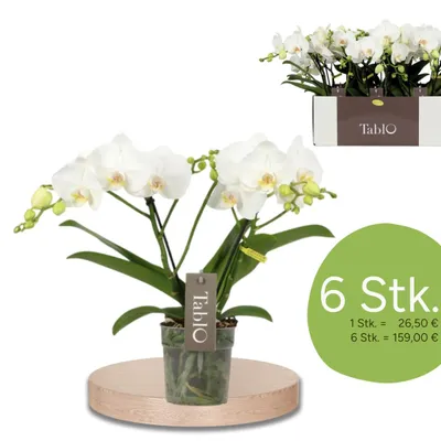 Produktbild von Phalaenopsis Tablo Champagne Weiß Opti-flor 6 Stück Orchidee Topf  12 cm