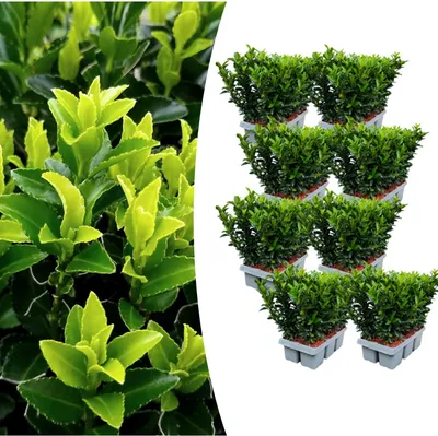 Zdjęcie produktu dla Euonymus 'Green Spire' | 48 roślin - 15cm - Ø7cm