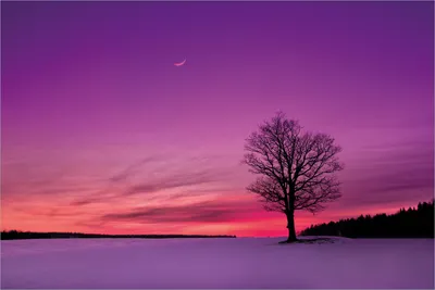 Produktbild von Wallario selbstklebendes Poster - Mond und Baum am Abend bei Schnee, Größe: 61 x 91,50 cm