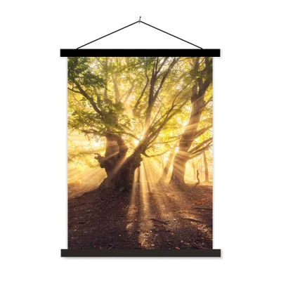 Produktbild von MuchoWow® Textilposter Baum - Wald - Sonne 60x80 cm mit schwarzem Rahmen - Plakathalter