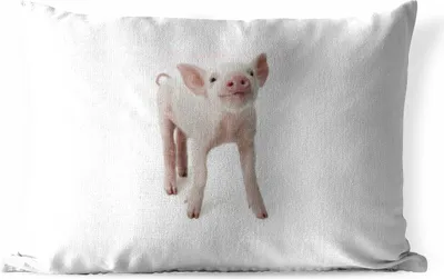 Produktbild von MuchoWow® Outdoor Kissen - Schwein - Tiere - Weiß - 50x30 cm - Wetterfest - Lounge Kissen - Sofa kissen - Wohnzimmer Dekoration