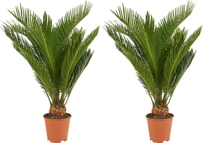 Image de Bloomique - Lot de 2 - Cycas Revoluta - Palmier de la paix - Sagoutier - Plante d’intérieur - Très facile d’entretien - Hauteur 40-50 cm - Pot 15 cm