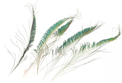 Produktbild von Pfauenschwerter in Natur, Packung mit 5 Stück, Größe ca. 30-35cm | Deko-Federn
