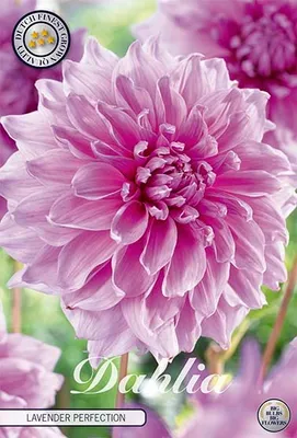 Artikelbild 2 von 'Dahlie Lavender Perfection (1 Stück)' aus der Kategorie Dahlienzwiebeln