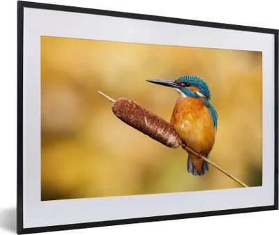 Produktbild von MuchoWow® Gerahmtes Poster Eisvogel - Natur - Vogel 60x40 cm - Poster mit Schwarzem Bilderrahmen Wandposter Rahmen Foto Bilder - Schlafzimmer - Plakat in Rahmen - Drucken