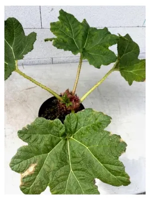 Produktbild von Mammutblatt - Gunnera manicata - Staude