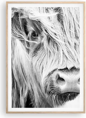 Produktbild von Gerahmtes Poster - Rahmen in heller Eiche - Kuh Scotch Tier - 70x100 cm - Wand Bild - Wanddeko - Wandbilder - Kunstposter - Wandposter - Bilderrahmen - Bilder - Kunstdruck - P2NPA70x100-5129