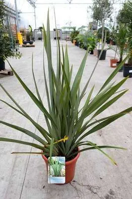 Produktbild von Phormium tenax - Neuseelandflachs 60- 80 cm - Container