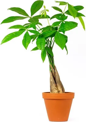 Obrázok produktu pre Gardners Pachira aquatica pletená stonka, priemer 12 cm