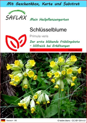Produktbild von SAFLAX - Geschenk Set - Heilpflanzen - Schlüsselblume - 100 Samen - Mit Geschenk- / Versandbox, Versandaufkleber, Geschenkkarte und Anzuchtsubstrat - Primula veris