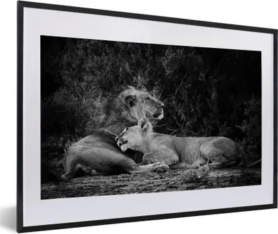 Produktbild von MuchoWow® Gerahmtes Poster Löwen - Schwarz - Wilde Tiere 60x40 cm - Poster mit Schwarzem Bilderrahmen Wandposter Rahmen Foto Bilder - Schlafzimmer - Plakat in Rahmen - Drucken