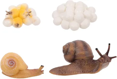 Produktbild von 4Pcs Lebenszyklus Figuren Simulation Insekten Modell Schnecken Figuren Biologie Wissenschaft Modell Spielzeug Kinderspielzeug Kunststoff Tierfiguren Kognitives Spielzeug für Kinder