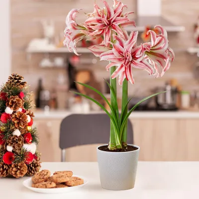 Immagine prodotto di Bulbo di Amaryllis "Doublet" - 1 bulbo di grandi dimensioni (26/30) - Bulbi esclusivi - Piante vere provenienti dall'Olanda - Hippeastrum (senza semi, senza cera e non artificiali)