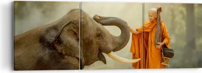 Produktbild von Bild auf Leinwand - Leinwandbild - Elefant Mönch Stoßzahn - 90x30cm - Wand Bild - Wanddeko - Leinwanddruck - Bilder - Kunstdruck - Wanddekoration - Leinwand bilder - Wandkunst - CA90x30-3484