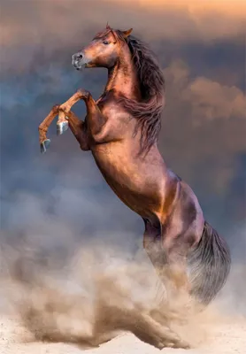 Image de puzzle 500 pièces - Wild Red Stallion