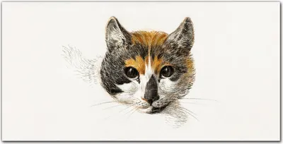 Produktbild von Coloray Bild aus Leinwand 120x60 Leinwand Dekoration - Haustier Katze
