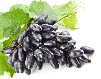 Produktbild von Vitis Souvenir Weintraube dunkelblau Weintrauben veredelt frosthart süß 60-100cm