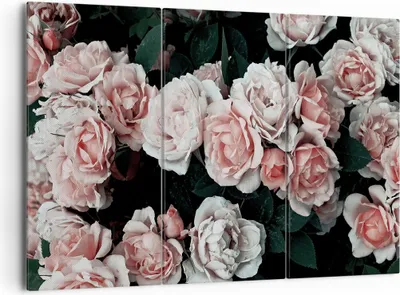Produktbild von Bild auf Leinwand - Leinwandbild - 3 Teile - Rosen Blumen Blätter - 165x110cm - Wand Bild - Wanddeko - Wandbilder - Leinwanddruck - Bilder - Wanddekoration - Leinwand bilder - CE165x110-4760