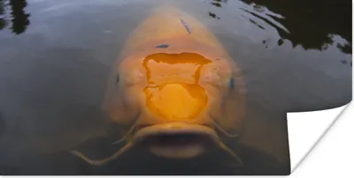 Produktbild von MuchoWow® Poster Ein riesiger Koi-Karpfen im Wasser 40x20 cm - Poster für die Wand - Poster Schlafzimmer